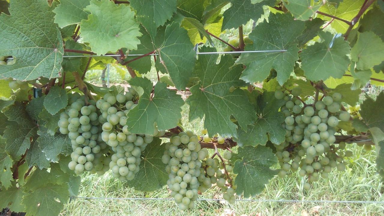 Maxl Villa Maltschach Kültér fotó